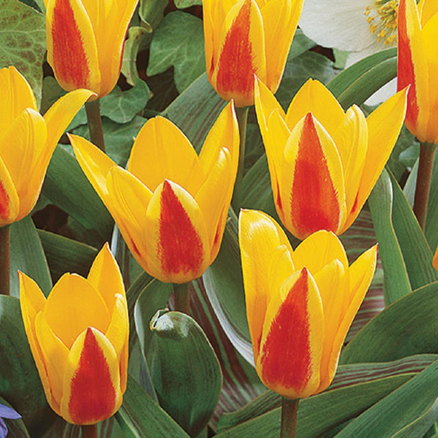 Tulipa giuseppe verdi 10/1