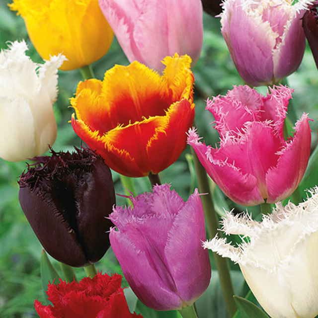 Tulipa crispa mix 8/1