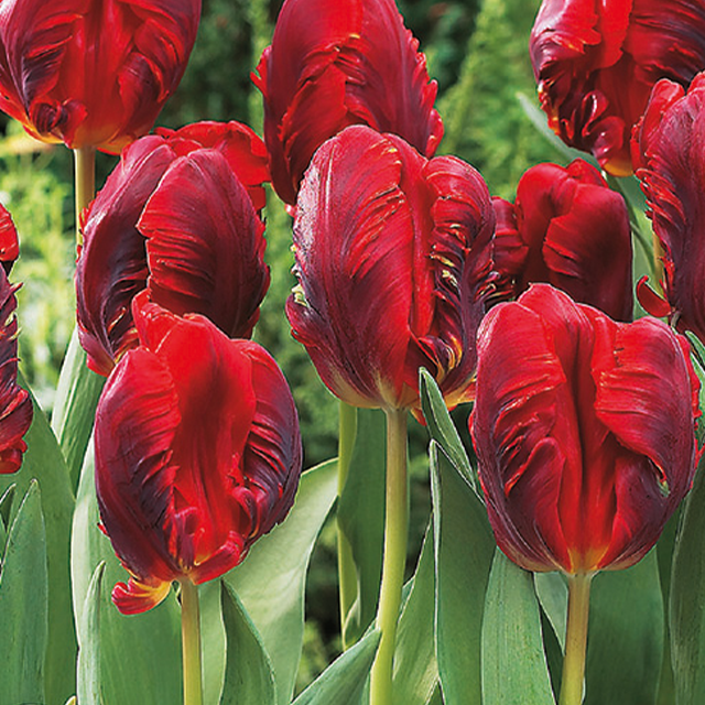 Tulipa rococo 8/1