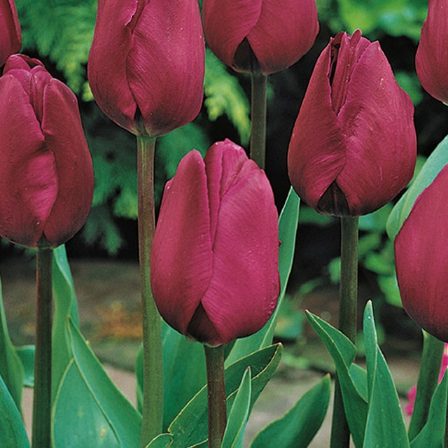 Tulipa negrita 5/1