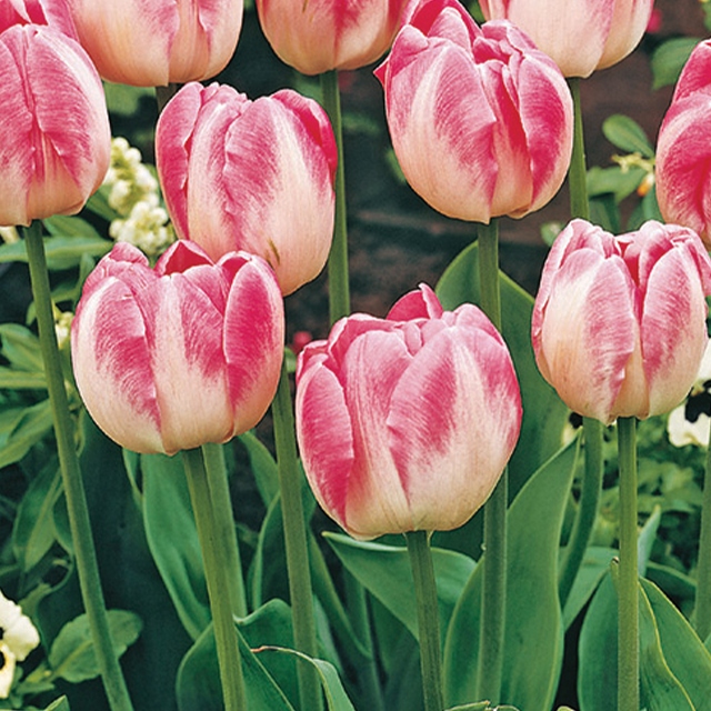 Tulipa upstar 10/1